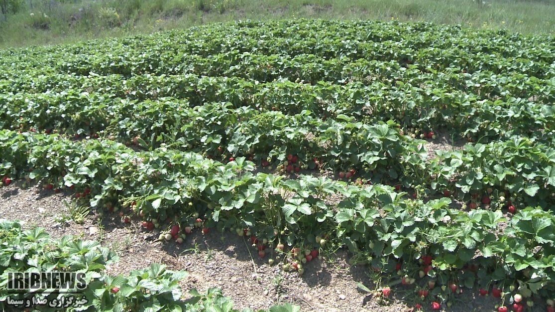 توت‌فرنگیِ کُردستان؛ پیشرو، ارگانیک، حافظِ خاک و رقیبِ نفت