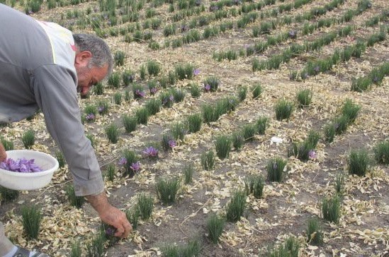 افزایش اجرای کشت محصولات کم آب طلب در تایباد