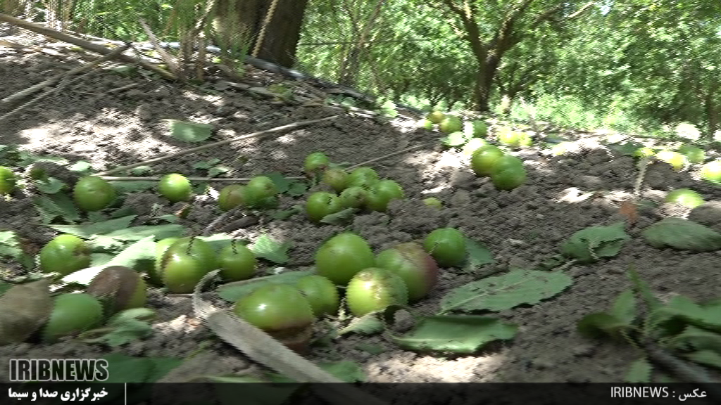 خسارت تندباد به باغات شهرستان پارس آباد