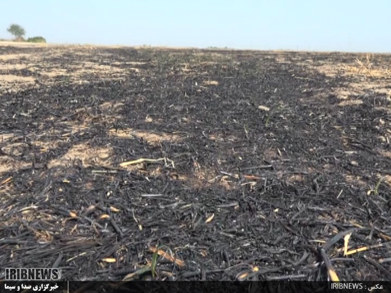 كاه و كلش باقيمانده از برداشت را نسوزانید