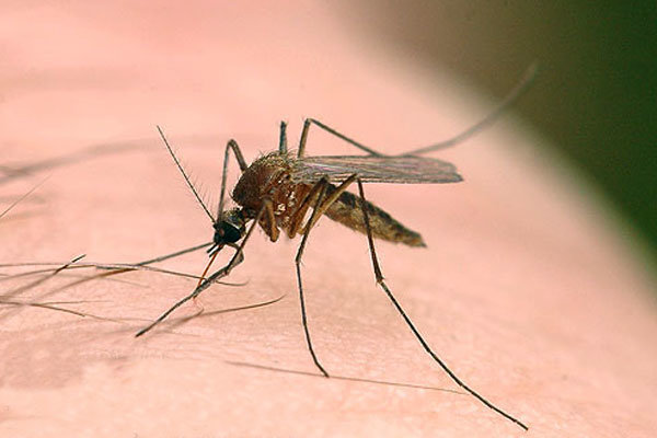 تشدید اقدامات پیشگیرانه برای مقابله با بیماری سالک 