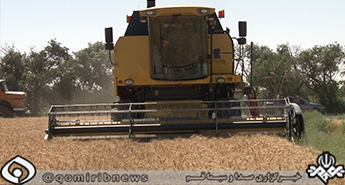 خرید بیش از هیفده هزار تن گندم