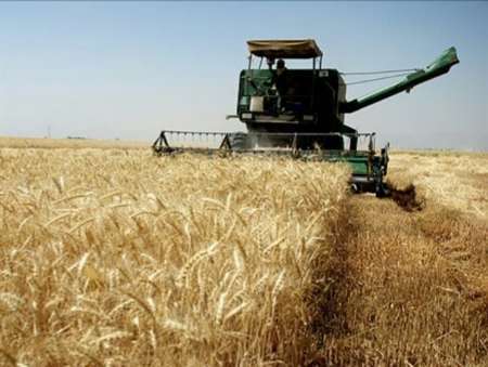 آغاز برداشت گندم از مناطق سردسیری