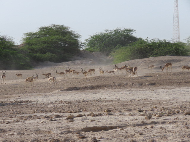سرشماری 811 راس آهو در خارگ