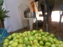 پايان پنجمين جشنواره مرغوبترين انجير ايران در گلوگاه