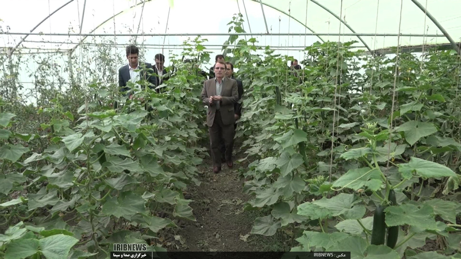 تولید سالانه 300 تن محصولات گلخانه ای در نمین