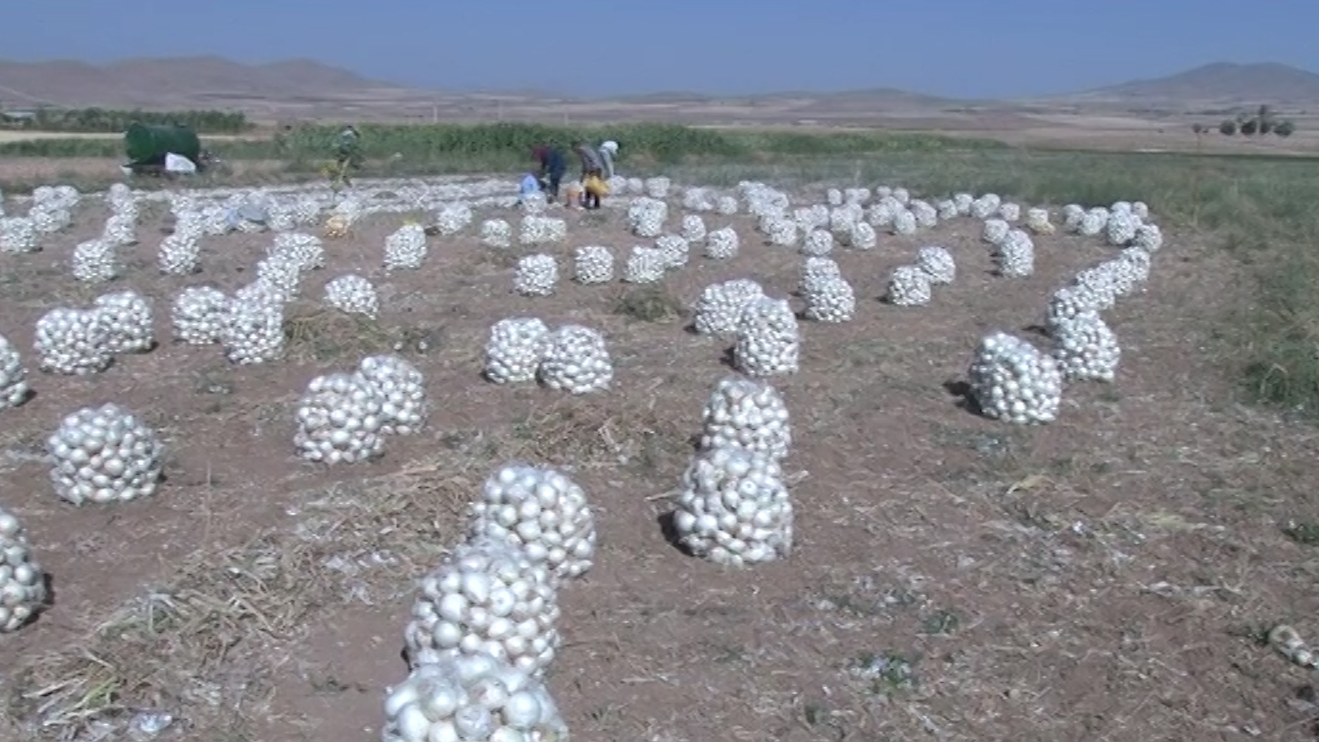 برداشت پیاز ازسایت الگویی -ترویجی