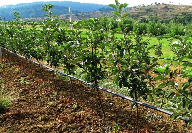 تجهیز زمین های کشاورزی گلوگاه به سیستم نوین آبیاری