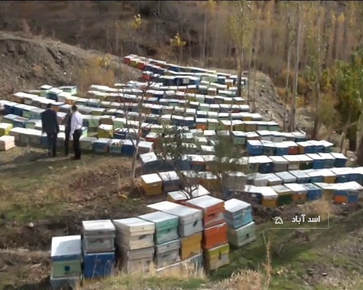 برداشت سالانه ۲۸۶ تن عسل در اسدآباد و بهار برداشت سالانه ۲۸۶ تن عسل در اسدآباد و بهار