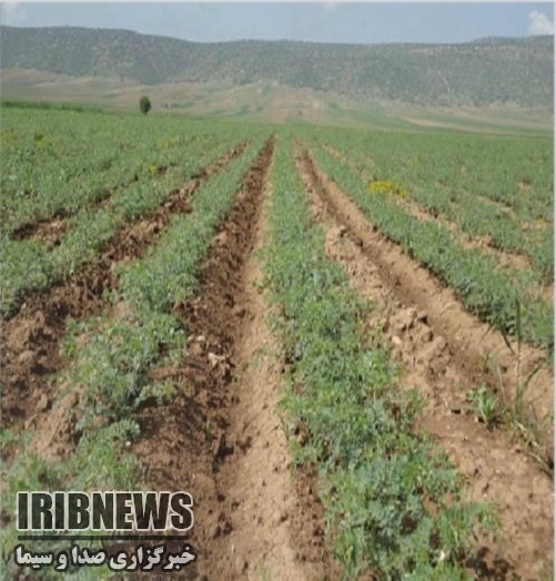 کشت حبوبات در 16 هزار و 550 هکتار از اراضی خراسان شمالی