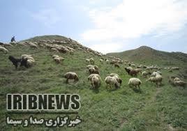 واگذاری سه هزار هکتار مرتع به بهره برداران در مهاباد واگذاری سه هزار هکتار مرتع به بهره برداران در مهاباد