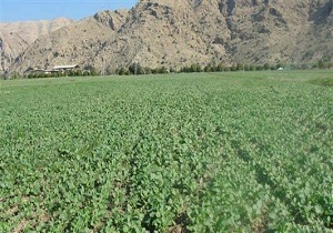 کشت هزاران هکتاری کلزا در قزوین