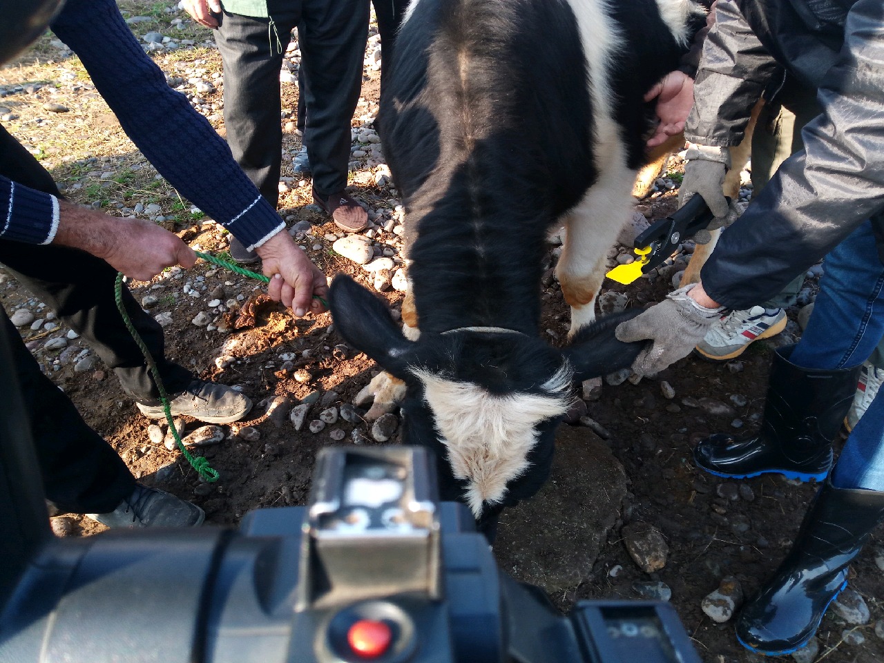 آغاز پلاک گذاری دام‌ها در رشت