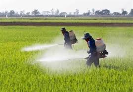  آفتی به نام ملخ