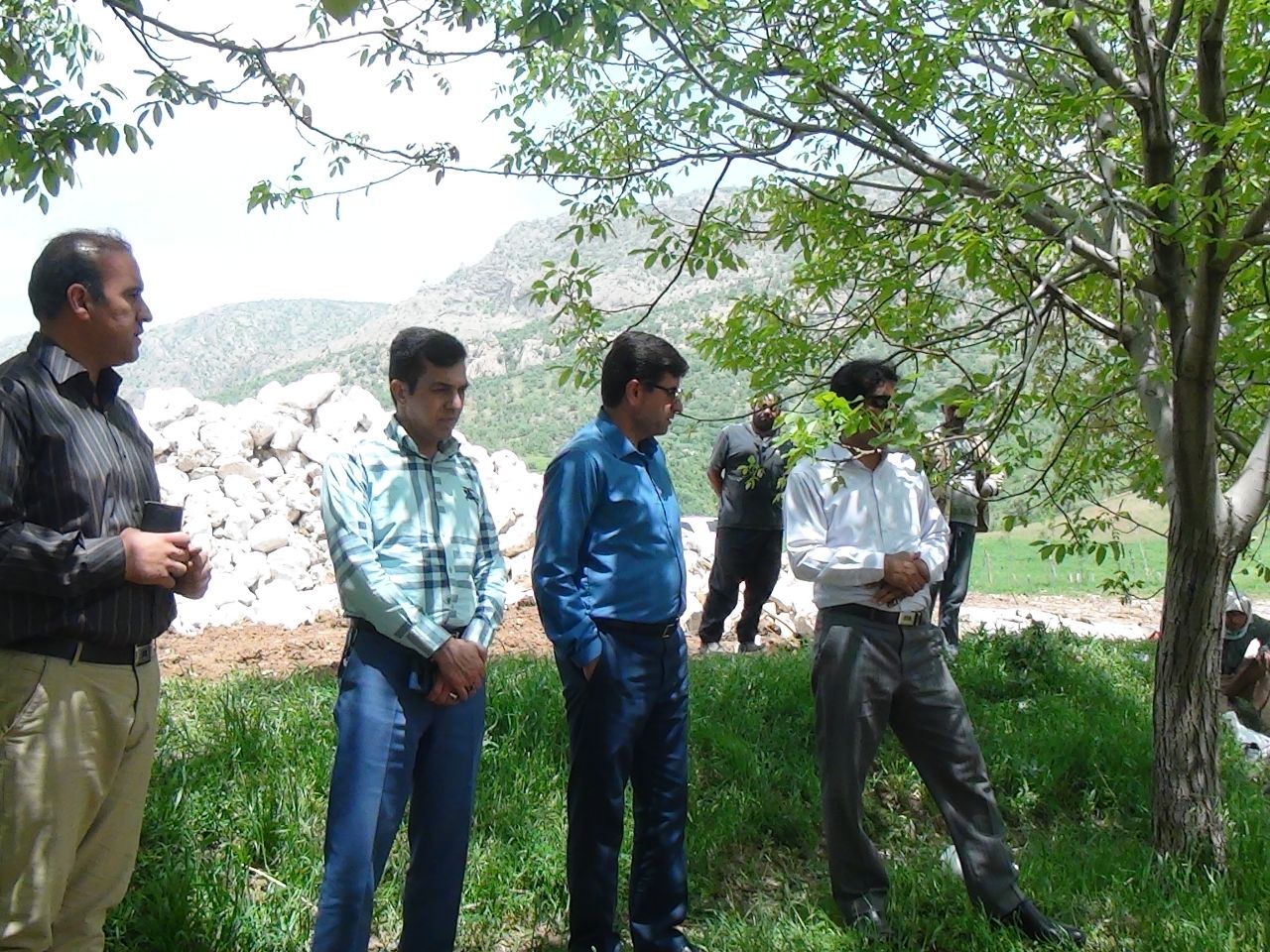 جنگل‌های بلوط گیلانغرب گرفتار آفتی جدید