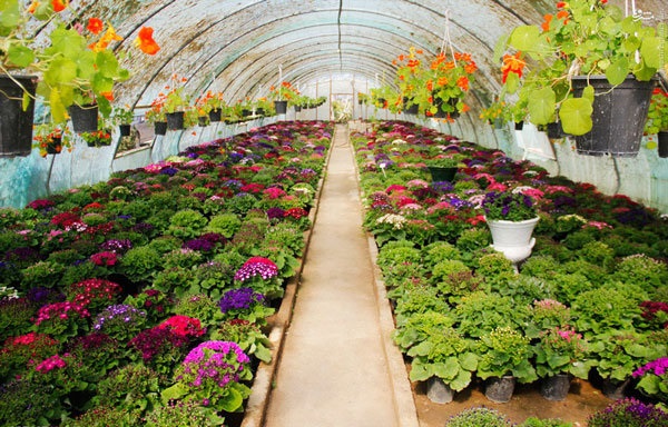 بزرگترین شهرک گلخانه ای ایران