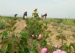 برداشت گل محمدی در استان قزوین