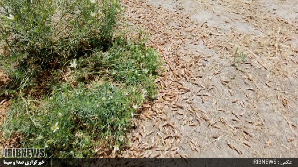 هجوم دوباره ملخ ها به مراتع و مزارع