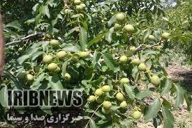 سرمای بهاره و کاهش تولید گردو در مهاباد