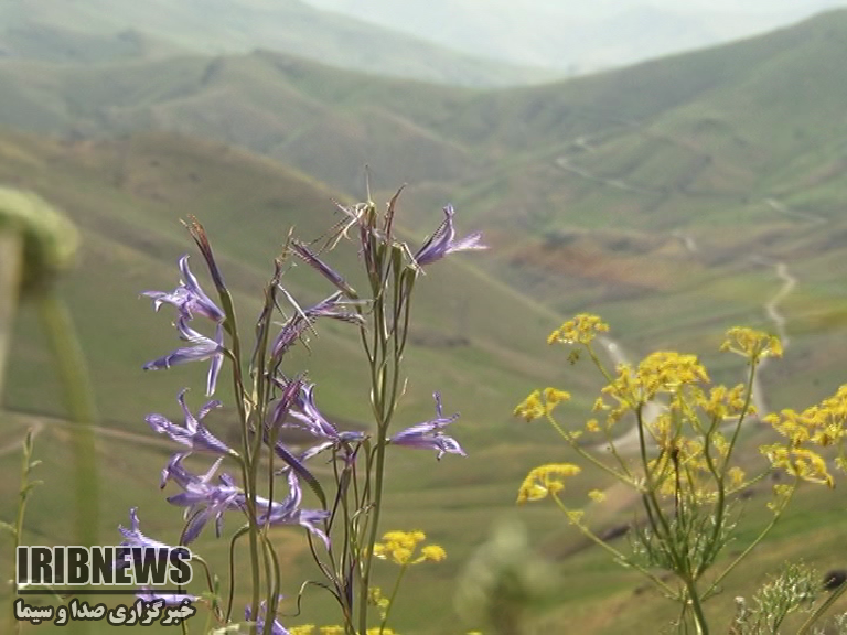 افزایش دما درزنجان