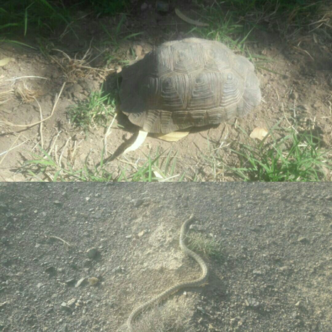 رهاسازی یک لاک پشت و یک حلقه مار در زیستگاههای اردستان رهاسازی یک لاک پشت و یک حلقه مار در زیستگاههای اردستان