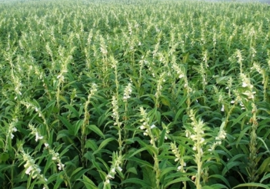 افزایش ۳ برابری کشت کنجد در بهبهان افزایش ۳ برابری کشت کنجد در بهبهان