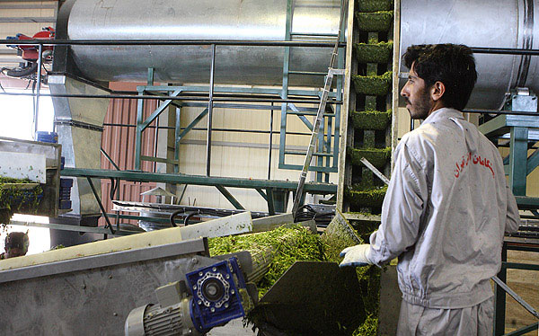 ارزش پسماند میوه و تره بار برای تبدیل به خوراک دام