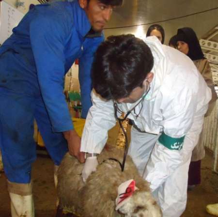 نظارت 102 بازرس و ناظر  بر ذبح دام های قربانی