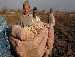 خریداری هزاران تن گندم به نرخ تضمینی