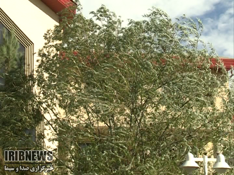 وزش باد شدید مهمترین پدیده جوی استان