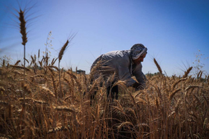 تولید ۱۰۰ درصد بذر گندم در داخل تولید ۱۰۰ درصد بذر گندم در داخل