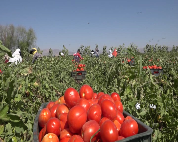 کاشت محصولات سالم واورگانیک در بیضا: