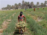 ضرورت مکانیزاسیون در کشاورزی