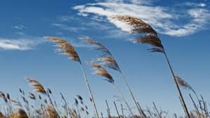 هشدار آتش سوزی جنگل ها در گیلان هشدار آتش سوزی جنگل ها در گیلان