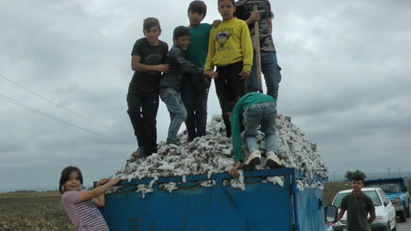افزایش 130 درصدی تولید پنبه در مغان