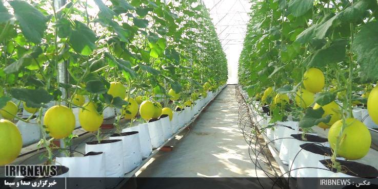 گـُل کردن تولید زیر سقف های شیشه ای و مات