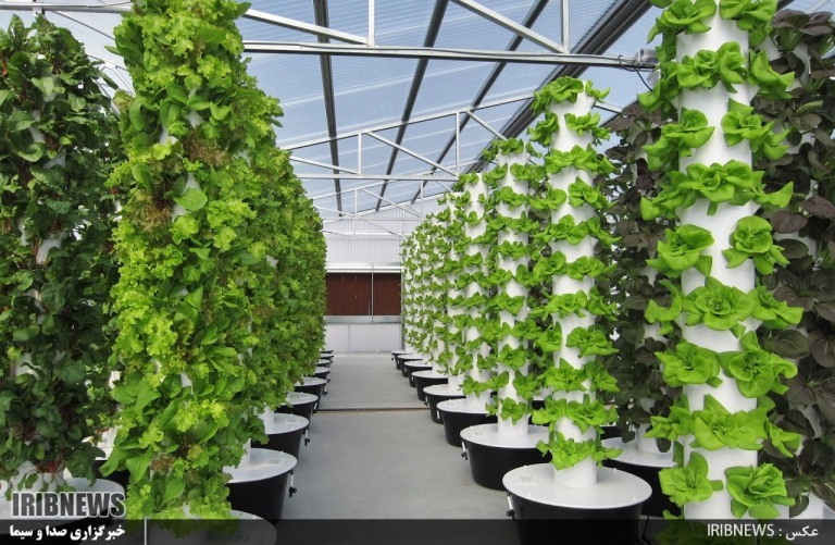 گـُل کردن تولید زیر سقف های شیشه ای و مات