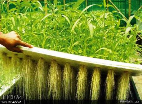 گـُل کردن تولید زیر سقف های شیشه ای و مات