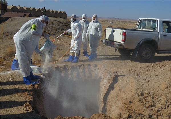 رزمایش مبارزه با آنفولانزای فوق حاد پرندگان برگزار شد رزمایش مبارزه با آنفولانزای فوق حاد پرندگان برگزار شد