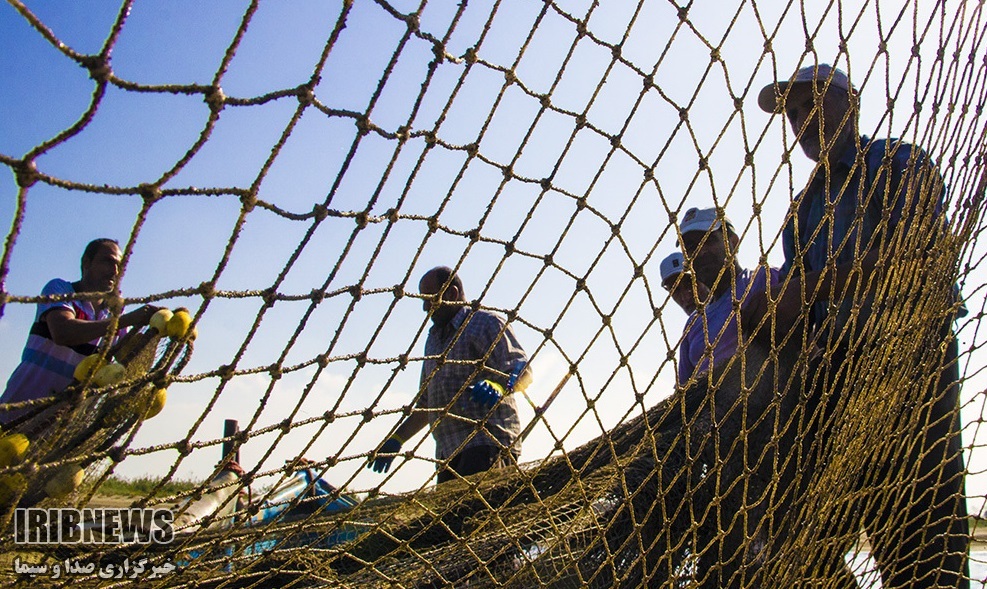 آذربایجان غربی، پیشرو در پرورش و تولید شاه میگو