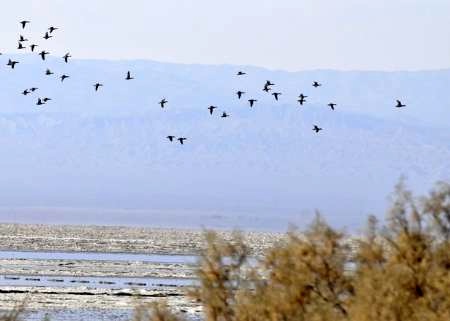 پایش آنفلوآنزای فوق حاد پرندگان در تالاب کجی نمکزار نهبندان پایش آنفلوآنزای فوق حاد پرندگان در تالاب کجی نمکزار نهبندان
