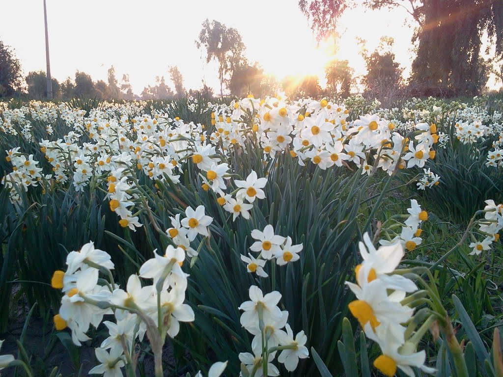 گل نرگس ، بخشی از هویت بومی و محلی بهبهان و خوزستان گل نرگس ، بخشی از هویت بومی و محلی بهبهان و خوزستان