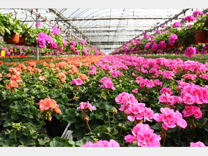 کرونا و زخمی بر پیکره گل