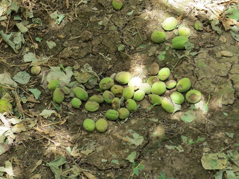 خسارت طوفان به باغ‌های شهرستان ابرکوه