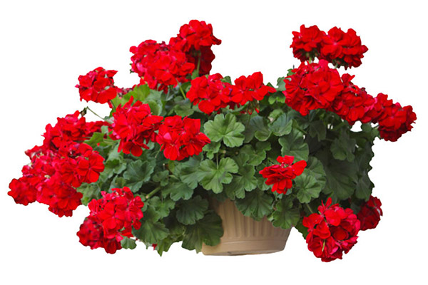 روش نگهداری گل شمعدانی