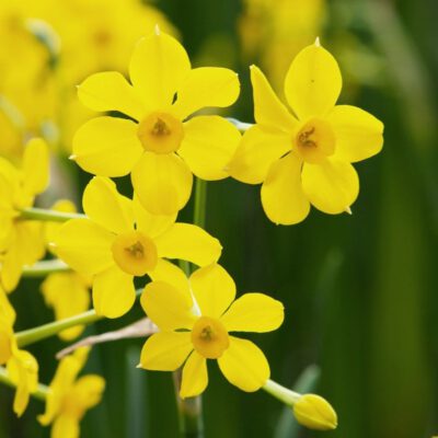 تکثیر و نگهداری گل نرگس