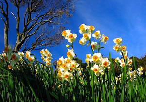 پیچیدن عطر گل نرگس در نکا