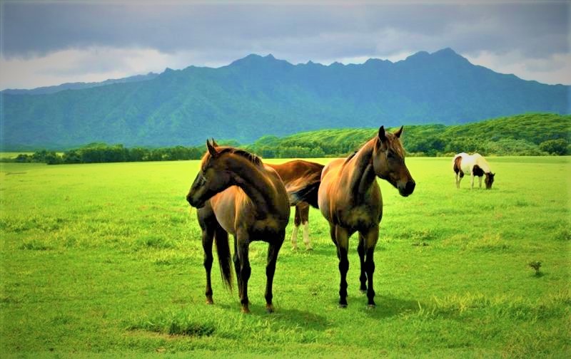 زیارتگاه خالد نبی کجاست؟