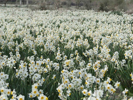 برداشت ۱۰۰ میلیون شاخه گل نرگس از نرگس زار‌های شهرستان کازرون