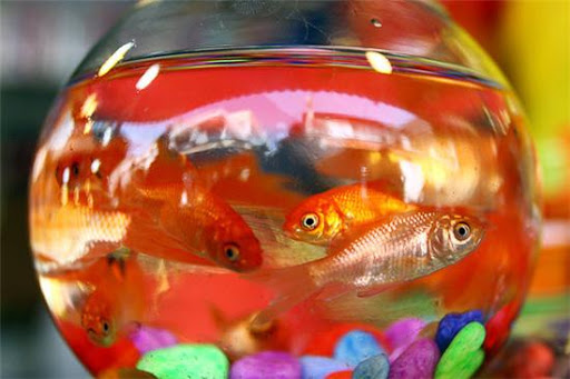 توصیه‌های بهداشتی برای خرید ماهی قرمز